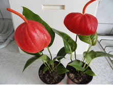 �������� ������� �������-  �� 350 ���.