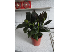 ����� ������  - 250-  350 ���.