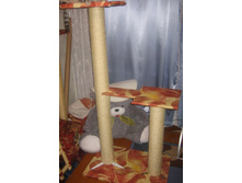 ������ �������