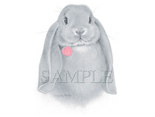 �������� 2620, 480 ������ ������