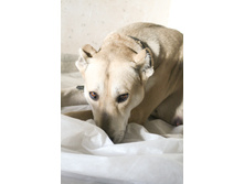 ��� �������