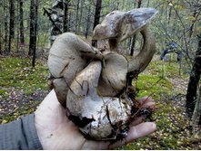 \"������ ������\"