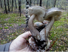 \"������ ������\"