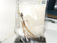 ������ �������� �������.