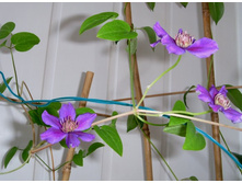 ���� �� �������