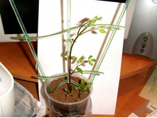 �������� ����� 4 ���.JPG