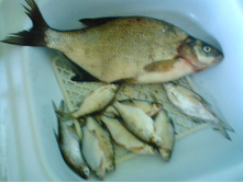 ������ ���� �� �����