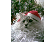 ������ ������ 2011 ����!