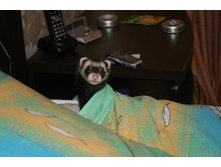 ���� ����� ����