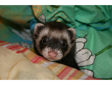 ���� ����� ���� 2