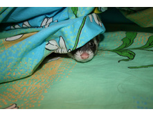 ���� ����� ���� 3