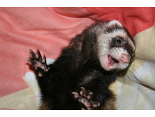 ���� ���������