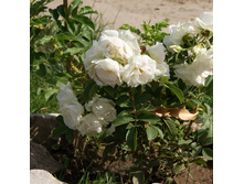 �������� �������� ����� 1 ���.jpg