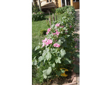 ������ �� ��������.jpg