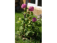 ��������� ������� 1 ���.jpg