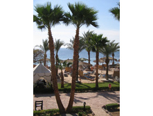 ����. (��� �� ������)