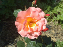 ������ ����� ����������