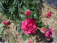 ����� �����