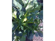 ������� ������� ������ )