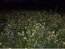 ���� ��������� )