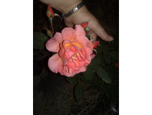 ��� ����� ��� �������