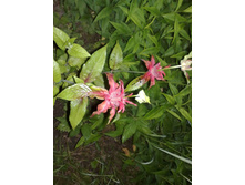 �� ��������� ��� ���� ������)