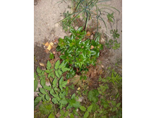 ����������� �� ���