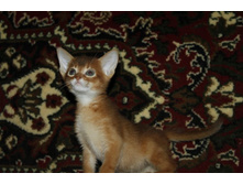 ����������� 514.jpg