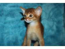 ����������� 728.jpg