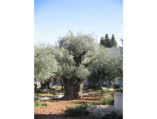 ������������ ��� 