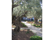 ������������ ��� 