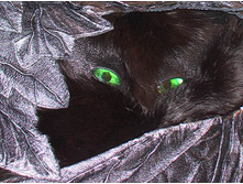 ���� ���������???