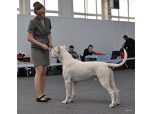CACIB 24.11.12 027.jpg