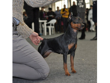 CACIB 24.11.12 034.jpg