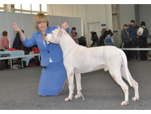 CACIB 24.11.12 037.jpg