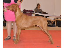 CACIB 24.11.12 065.jpg