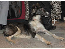 CACIB 24.11.12 070.jpg