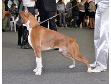 CACIB 24.11.12 074.jpg