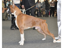 CACIB 24.11.12 075.jpg