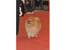 CACIB 24.11.12 201.jpg