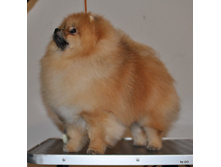 CACIB 24.11.12 093.jpg