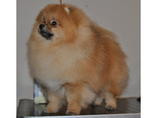 CACIB 24.11.12 094.jpg