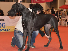 CACIB 24.11.12 105.jpg