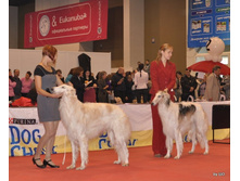 CACIB 24.11.12 107.jpg