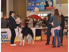 CACIB 24.11.12 110.jpg