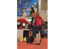 CACIB 24.11.12 115.jpg