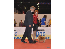 CACIB 24.11.12 130.jpg