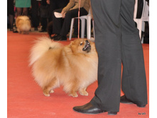 CACIB 24.11.12 133.jpg