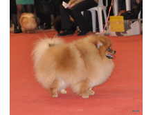 CACIB 24.11.12 135.jpg