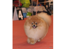 CACIB 24.11.12 137.jpg